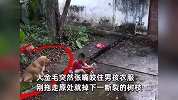 狗狗突然咬住男孩衣服将其拖走，下一秒原处砸下断裂树枝，狗主人看监控惊呆