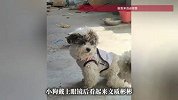 8个月大的狗狗竟确诊“高度近视”？戴上定制眼镜后，全网都在好奇一个问题