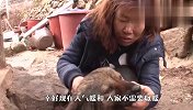 母狗生产完后，小奶狗神秘失踪，结局让人哭笑不得