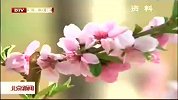 北京新闻-20120410-第十四届北京平谷国际桃花音乐节4月19日至5月20日举行