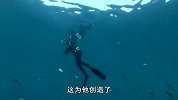 难怪外国人少！看到他们冒险与大白鲨接触，场面太惊悚