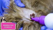 狗狗耳朵里长虫了怎么办？四招教你搞定难题！