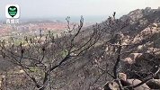 青岛小珠山山火仍在持续，有救援队员晕倒现场 过火山坡面目全非