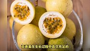 百香果为什么叫禁忌之果