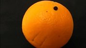 屌丝用橘子模拟“金星凌日”