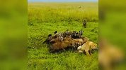 动物捕猎遇到高手名场面，猎物这辈子也要为自己拼一次命