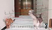 障碍挑战，猫和狗谁能挑战成功？结局笑翻了