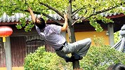 大妈攀爬狂摇景观树摘银杏果 绿化部门无奈：只能加强劝说
