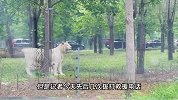 两车在动物园猛兽区剐蹭，车主下车沟通引老虎靠近围观，园区回应