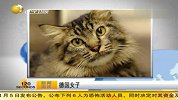 热点-德国女子养猫咪走失16年后将与主人重逢
