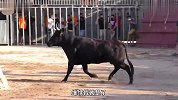 小哥刚进斗牛场，就被大黑牛给盯上，跑得再快一不留神也会遭老罪