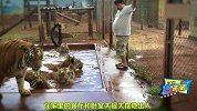 巴西土豪家里养七只老虎，三女儿从小与老虎一起吃饭游泳！
