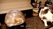 猫咪第一次见炸爆米花，下一秒猫的反应，让人忍不住笑出了声！