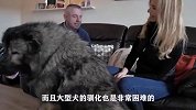 大型犬有多可怕，看了这个视频后，还喂养吗