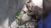 《猫咪抓老鼠的名场面》哪只更厉害？