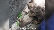 《猫咪抓老鼠的名场面》哪只更厉害？