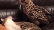 猫头鹰认猫咪当“大哥”，天天黏在一起，网友-都属猫的吧