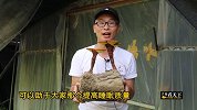 福建山区种植一种蘑菇，很多人把它当做宝贝，一般人想吃都吃不到