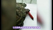 宠物龟推荐，好养又好玩！