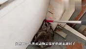 天气冷了，浣熊组团到别人家过冬，赶都赶不走！