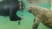 旅游-150326-海牛河中遇女潜水员 上前“亲吻”撒娇