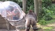 猩猩：第一次见人类被关起来，皮完我就跑！