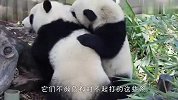 两只熊猫宝宝打架，能动口绝对不动手，过程看一次笑一次