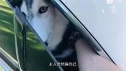哈士奇跟主人一起出门，到医院门口才发现不对劲，瞬间慌了