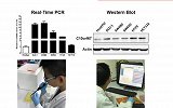 “小学生研究癌症获奖”云南省科协：已成立调查组