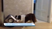 【宠物星球】狐狸勾搭上暖暖牧羊犬 CP照简直虐死单身狗啦！
