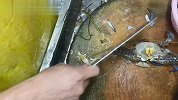 做个好吃不贵的爆炒蓝花蟹！