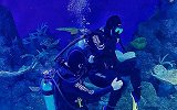 没游客太孤单！水族馆停业雇潜水员陪鱼玩
