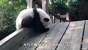 谁能来教教熊猫正确玩滑梯的方式？场面笑爆了
