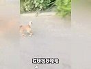 人与动物无障碍交流！