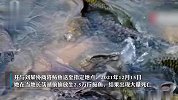 女子买2.5万斤鲇鱼放生祈福死了2万斤，渔政耗10天打捞