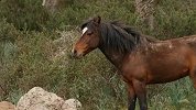 暴风雨中的马——撒丁岛的岩石避难所