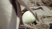 企鹅孵蛋有多难？只要不小心，就会导致被海鸟吃掉