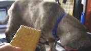 【宠物星球】我滴神呐 我的猫咪怎么什么都吃啊？