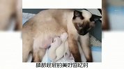 宠物冷知识，猫咪为什么用屁股对着你？