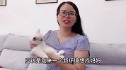小奶猫想妈妈了，喝奶太用力把奶瓶给咬坏了