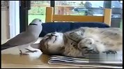 特逗！鸽子打扰猫“睡觉”