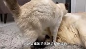 猫咪帮金毛按摩，没想到这么好玩，镜头记录爆笑全程