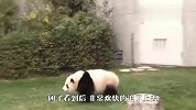 熊猫扑进小姐姐怀里，给它苹果都不要，网友：冲我来！