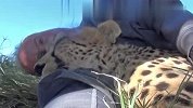 萌的不要不要！和母猎豹在树荫下睡午觉是种什么体验
