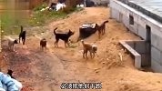 大橘已定，猫狗大战名场面！