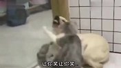 猴：早上七点就到这了，都排队半天了，今天猴忒多啊