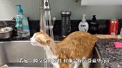 猫咪进卫生间就不出来，主人悄悄跟着去看：难怪最近水费猛涨
