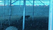 【青海】雪豹突袭羊圈咬死十几只羊 吃饱喝足后被困羊圈