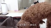铲屎官想偷溜出去玩，结果被泰迪看到了，接下来忍住别笑