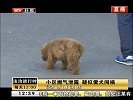 小区燃气泄漏  疑似爱犬闯祸